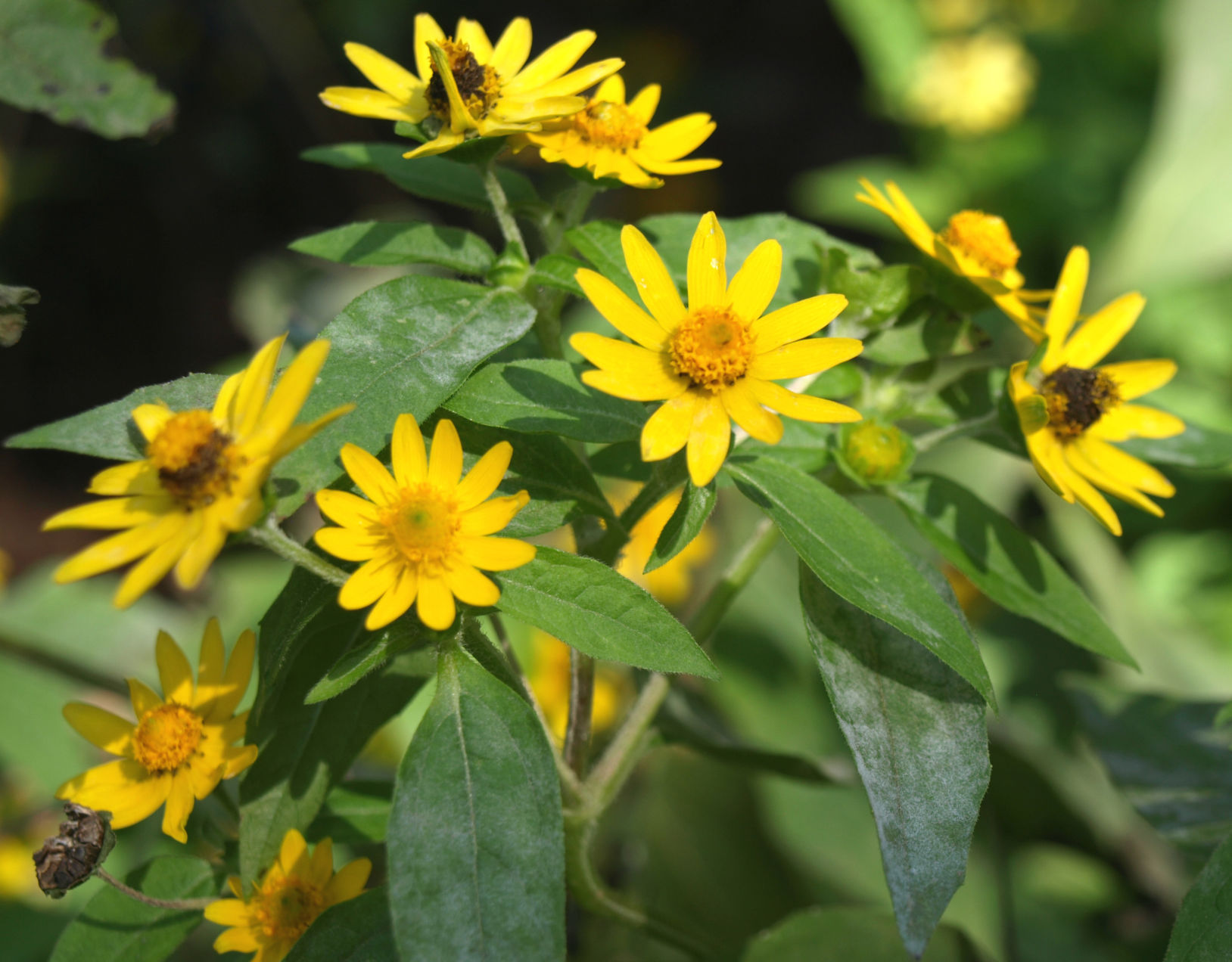 Butter daisy